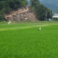 2025年06月27日　コウノトリ目撃情報