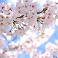 宮崎と高知で桜の開花 & バイク２０ｋｍ