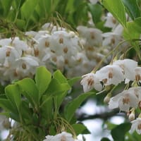 エゴノキの花