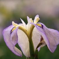 賀茂菖蒲園に行ってきました③