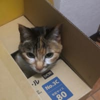 箱入りムスメ