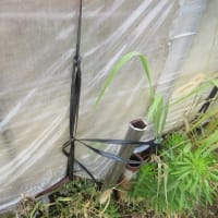 一雨あって