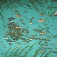 ぐるパス散歩　清澄庭園、葛西臨海水族園、日本科学未来館
