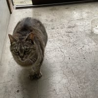 紫陽花には雨！(≧▽≦)
