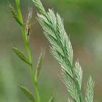 10日、京都府立植物園から初夏だより＆癌治療
