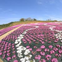 芝桜とネモフィラの丘へ　2023.04.10
