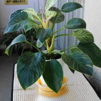 バーキン（観葉植物）その後