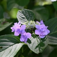 赤堀花しょうぶ園・荻窪公園アジサイの丘