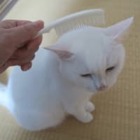 専用よりも