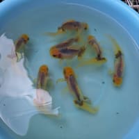 天青の水替え～青い金魚はいるよ～💕💕