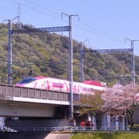 桜 と ハローキティ新幹線 ’24.4.14