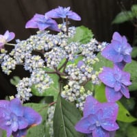 5月末の庭の花