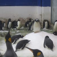 エラそうに見えるペンギン