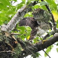 6月後半の鳥【追加】-20250701
