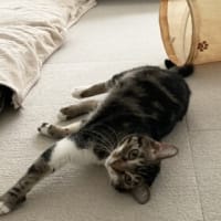 本日の猫たち#229