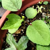 珍しい花を育てる♪（6月22日）
