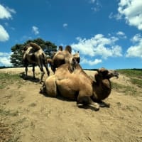 初めは別府のサファリパーク