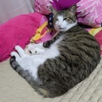 クリンへの想いは尽きなくて・・・300