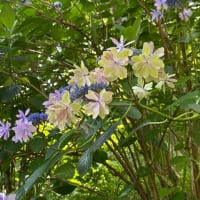 紫陽花