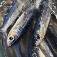 本日「ウニ口開け」