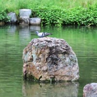 円山公園　散策　ピピチンワープ