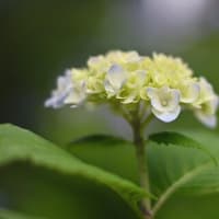 合歓の花（ねむのはな）