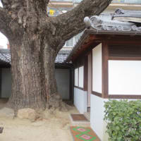 難宗寺のイチョウ