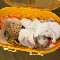 ヒメを保護して1年、今日を誕生日と認定！ 1歳おめでとうヒメ、トノと仲良くね♪