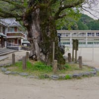 愛媛県大洲市、新谷甲「新谷小学校・新谷のムクエノキ」（市指定）です！！