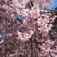 光禅寺の桜