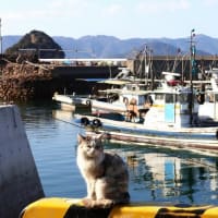 瀬戸内G島の猫たち　2025年2月　その18