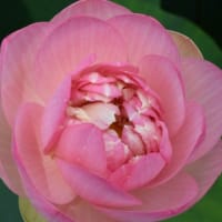 花はす公園