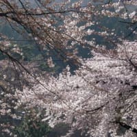 ソメイヨシノ