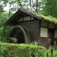 雨の郷土の森 2