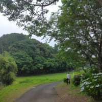 アジサイの国へ🚶