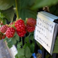 左手そっと肩に添え　右手で抓んで引き千切る