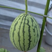 今朝の収穫