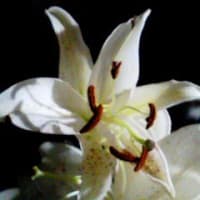 《白い花》百合