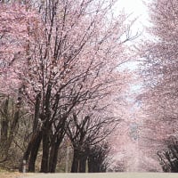 梅野哲の観に行きたい桜の名所⑨