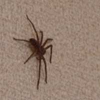 家の中の蜘蛛・・益虫らしいが気持ち悪いよね！