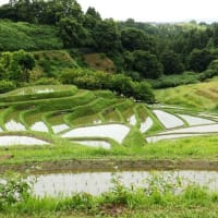 今日は「奇跡的な夏至」