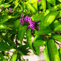 コムラサキの花言葉 ぴおたjazz研究所 コムラサキの花言葉 ぴおたjazz研究所