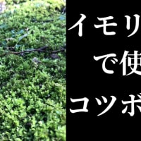 イモリウムの苔:コツボゴケ編：アカハライモリの飼育方法2020年5月22日