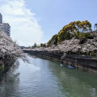 大岡川の桜 2024 その2