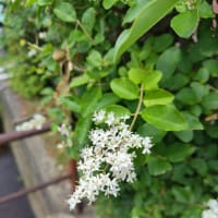 富山城の外堀巡りをした、の巻