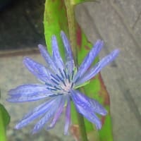 山に行きたいよー