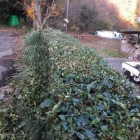山の家にあるお茶の樹・・・冬に備え刈り落とししました。
