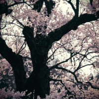 「街道・・」　　８５４　　（滋賀県　清水の桜）