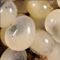 ハサミムシの卵（４）