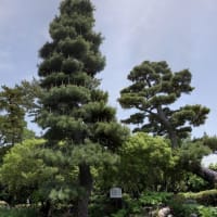 八橋かきつばた園-3